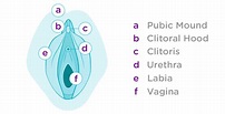 Female Anatomy - Learn About the Reproductive System - Lunette ...