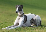 About the Breed: Greyhound - Highland Canine: Professional Dog Training ...