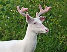 Raleigh Family Captures Footage of Rare Albino Deer