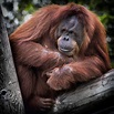Fotos gratis : fauna silvestre, Zoo, África, mamífero, mono, primate ...