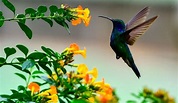 Colibrí en peligro de extinción; crean jardines para preservar la ...