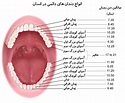 معرفی انواع دندان های دائمی در انسان به همراه تصویر دندان طبیعی
