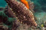 Scrawled Filefish – Facts and Photographs | Seaunseen