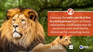 Lion Fact Sheet | Blog | Nature | PBS