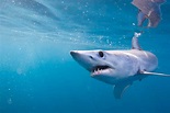 La fabulosa memoria del tiburón mako - biotechmagazineandnews.com