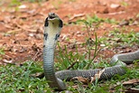 8 Intriguing King Cobra Facts