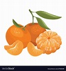 Cartoon a mandarin Royalty Free Vector Image - VectorStock