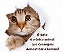60 frases giras e fofas para o dia do gato - Portugueses felizes