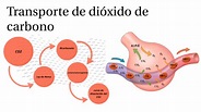 Transporte de dióxido de carbono by vale orozco on Prezi