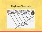 PPT - Phylum Chordata PowerPoint Presentation, free download - ID:2276310
