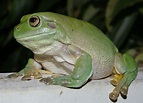 Whites Tree Frog - Learn About Nature