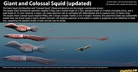 Giant and Colossal Squid (updated) The Giant Squid (Architeuthis) and ...