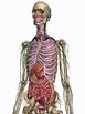 Computer: Der menschliche Körper als interaktives 3D-Modell ...