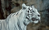 white tigers, Animals Wallpapers HD / Desktop and Mobile Backgrounds