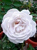 'Gabriel' Rose » Rose Plants • Teo Joo Guan Horticulture