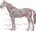 Récapitulatif du squelette du cheval | Cheval, Anatomie du cheval, Galop 5