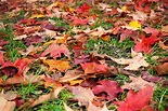 Why You Should Leave Your Fallen Leaves Alone and Not Rake