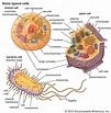 cell | Definition, Types, Functions, Diagram, Division, Theory, & Facts ...