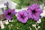 How to Care for Petunia | Garden Guides