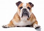5 Types of Bulldogs for Families