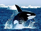 Orca Whale Wallpapers - Wallpaper Cave