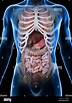 3d rendered medically accurate illustration of a mans internal organs ...
