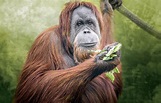 Wallpaper portrait, red, orangutan images for desktop, section животные ...