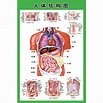 人體內臟解剖系統示意圖醫學宣傳掛圖人體器官心臟結構圖醫院海報