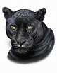 realistic black panther animal drawing - rose-mariie