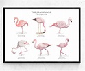 Flamingo Arten Poster Diagramm A4 / A3 Giclée Kunstdruck Aquarell ...