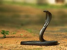 Black-Cobra