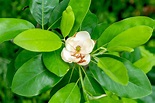 Sweetbay Magnolia Tree: Plant Care & Growing Guice