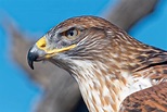 Aves de rapina - Principais características e espécies do grupo