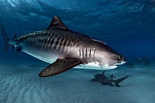 Tiger Sharks: Perfect Scavengers - Epic Diving