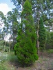 Callitris rhomboidea"Port Jackson Pine" - Paten Park Native Nursery