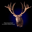 Pierre David Deer Mount | Pierre David Deer by Northeast Taxidermy