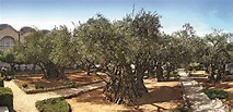 1 – Jerusalem Gethsemane XX | O Município de Socorro