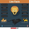 Top 15 Lion Facts - Types, Diet, Habitat & More | Facts.net