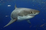 Great White Shark For this great white shark,