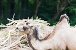 Dromedario con sus dos jorobas en vida salvaje. | Foto Premium