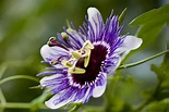 How to Grow and Care for Passion Flowers
