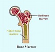The red bone marrow occurs in(a)Ribs(b)Ribs and sternum(c)Ribs and ...