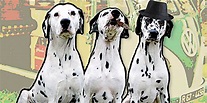 The Lou Dogs - A Tribute to Sublime | The Weekend Edition