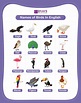 Birds Names - Explore List of 100 Names in English