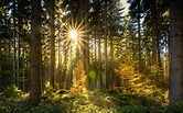 Forest Sun Sunbeam · Free photo on Pixabay