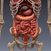 3D-Modell Menschliche Anatomie: animiertes Skelett und innere Organe ...