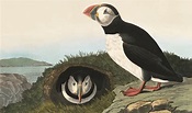 Audubon's Iconic Birds | Audubon