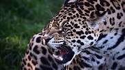 Wallpaper Jaguar, Predator, Tanden HD: Widescreen: High Definition ...