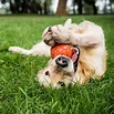 Las razas de perro más juguetonas - Foto 1