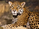 Tiere close-up, Jaguar, Raubtier 1920x1200 HD Hintergrundbilder, HD, Bild